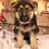 Thumbnail: German Shepherd