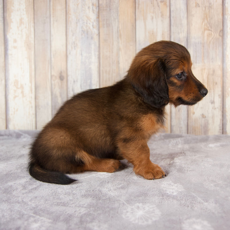 Thumbnail: Miniature Dachshund