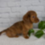 Thumbnail: Bailey Mini Dachshund