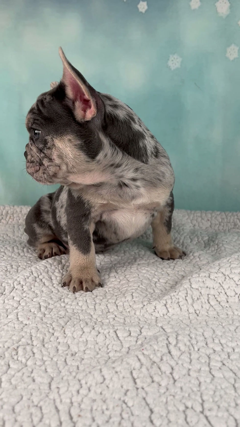 Thumbnail: French Bulldog