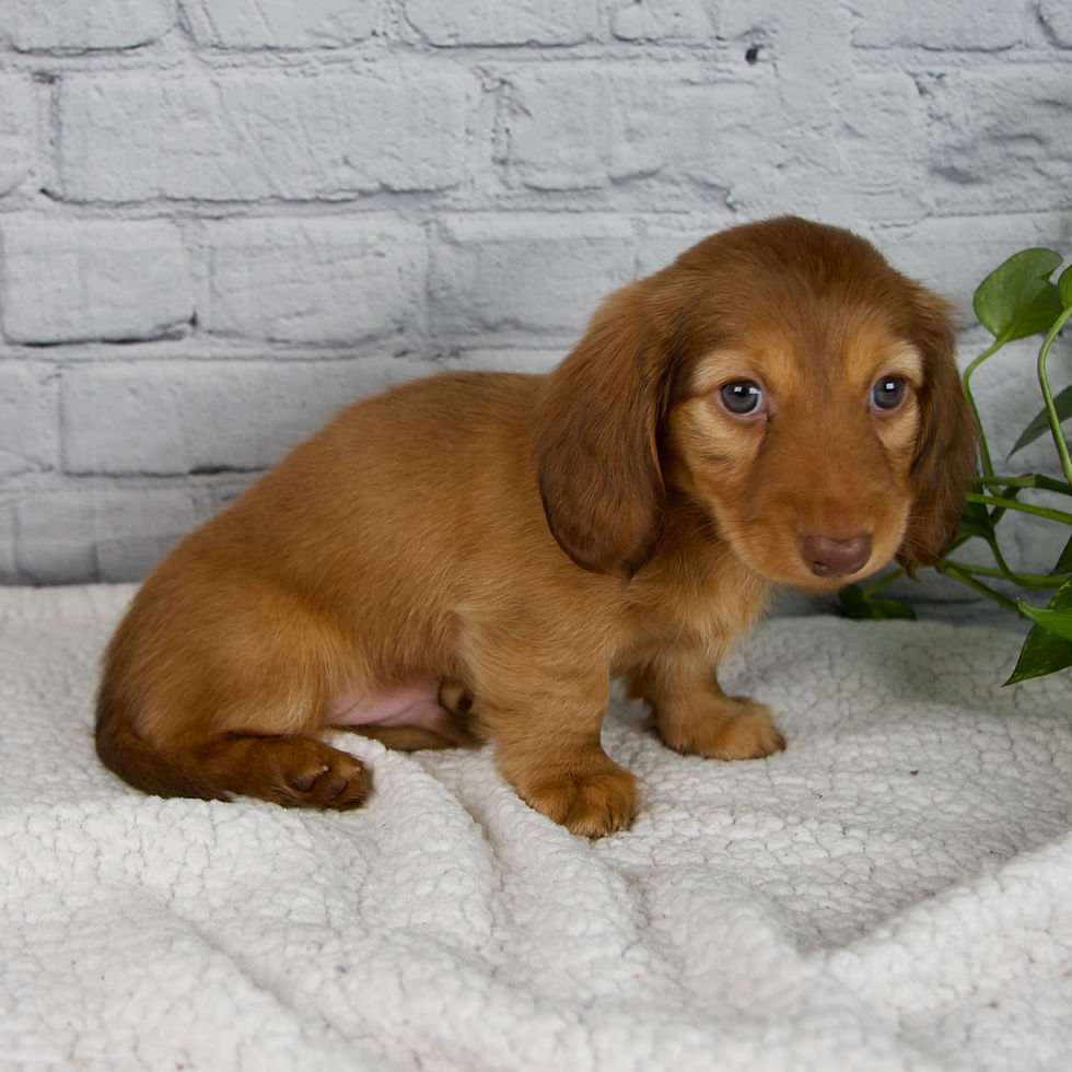 Thumbnail: Dachshund