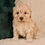 Thumbnail: Cavapoo