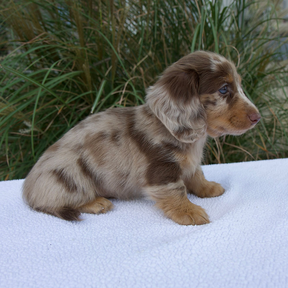 Thumbnail: Miniature Dachshund