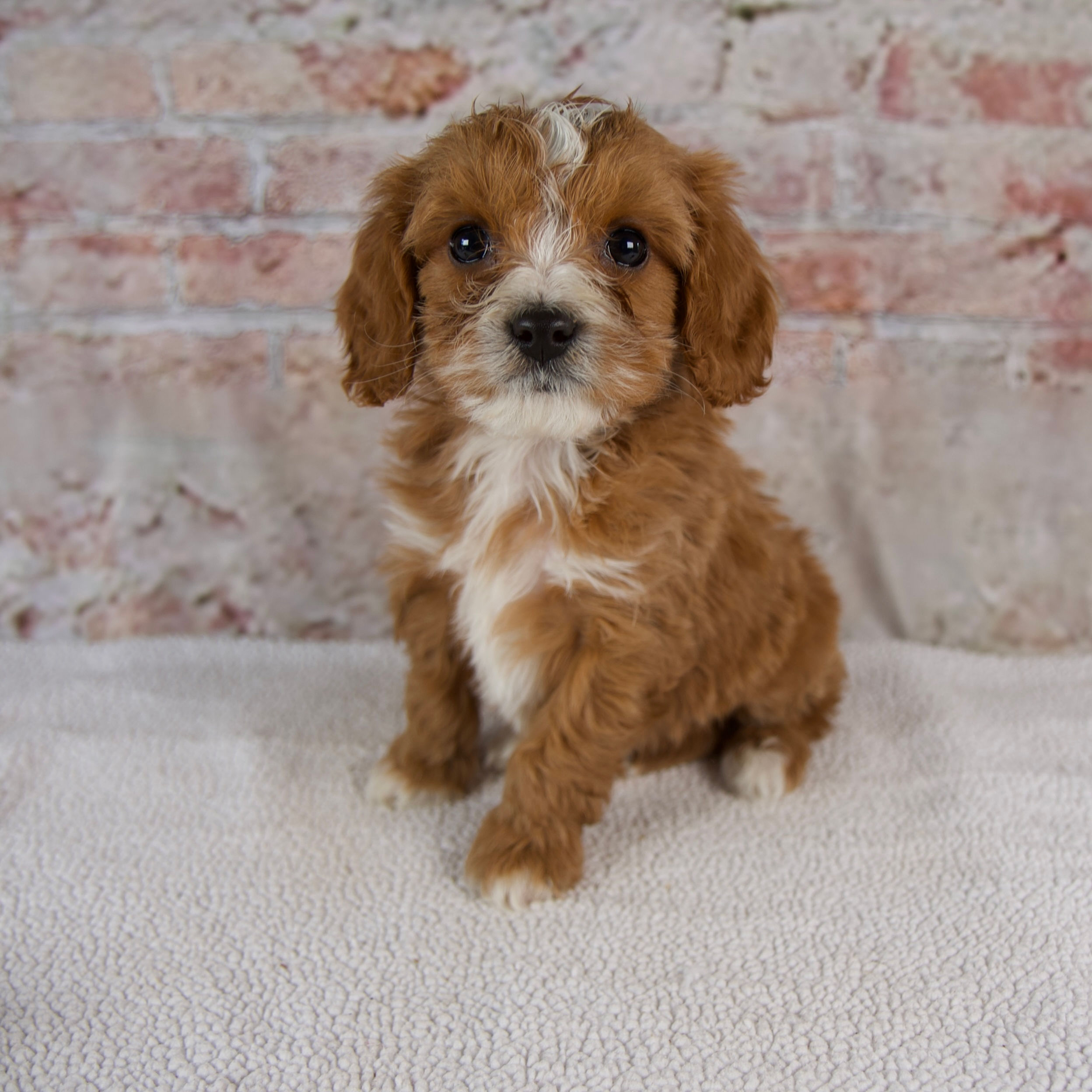 Hudson Cavapoo