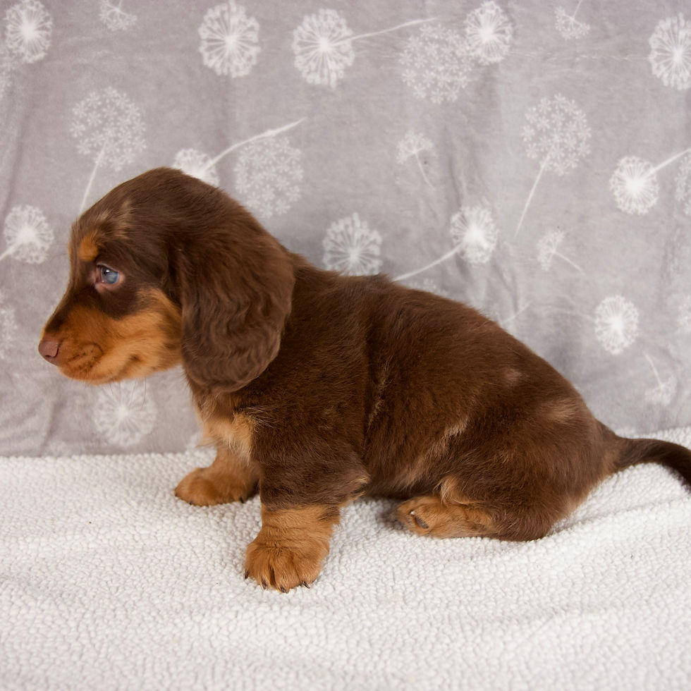 Thumbnail: Jasper Dachshund