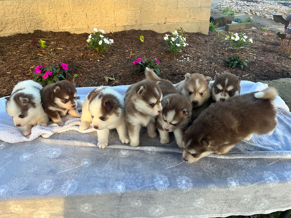 Thumbnail: Kendra x Caspen litter