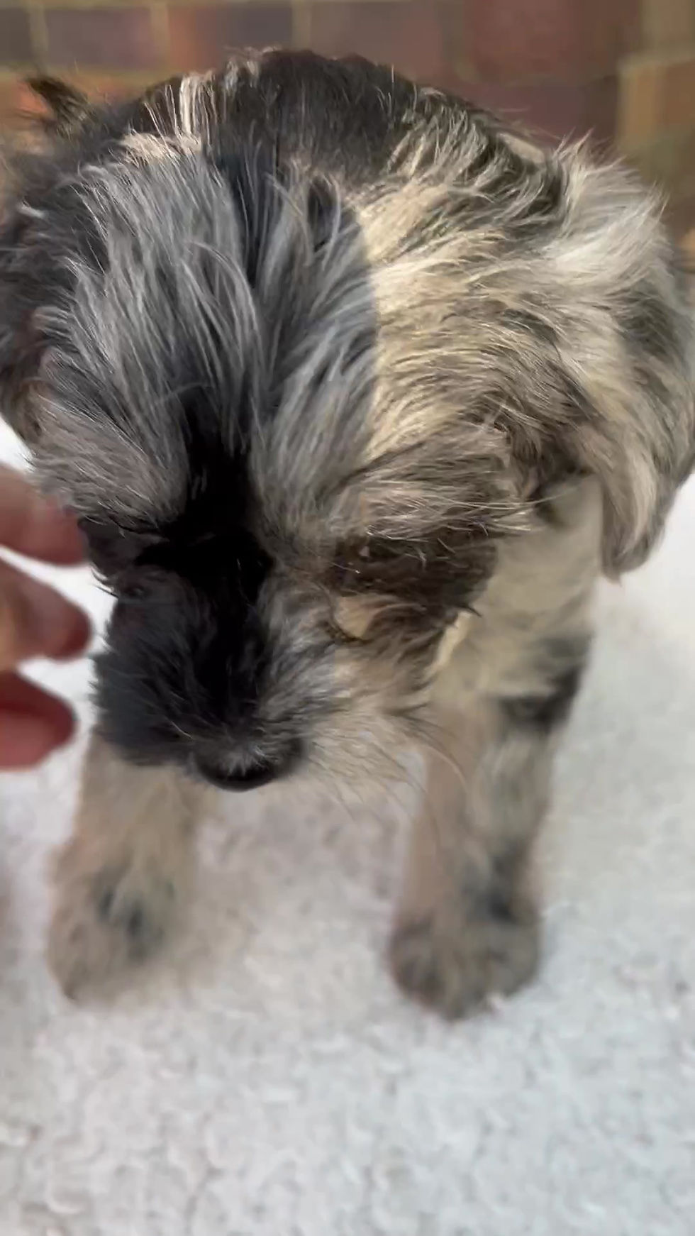 Thumbnail: Yorkiepoo