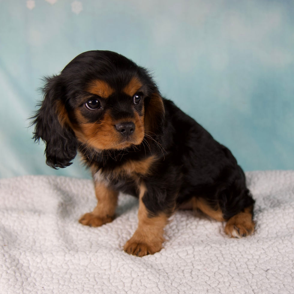 Thumbnail: Cavalier King Charles Spaniel