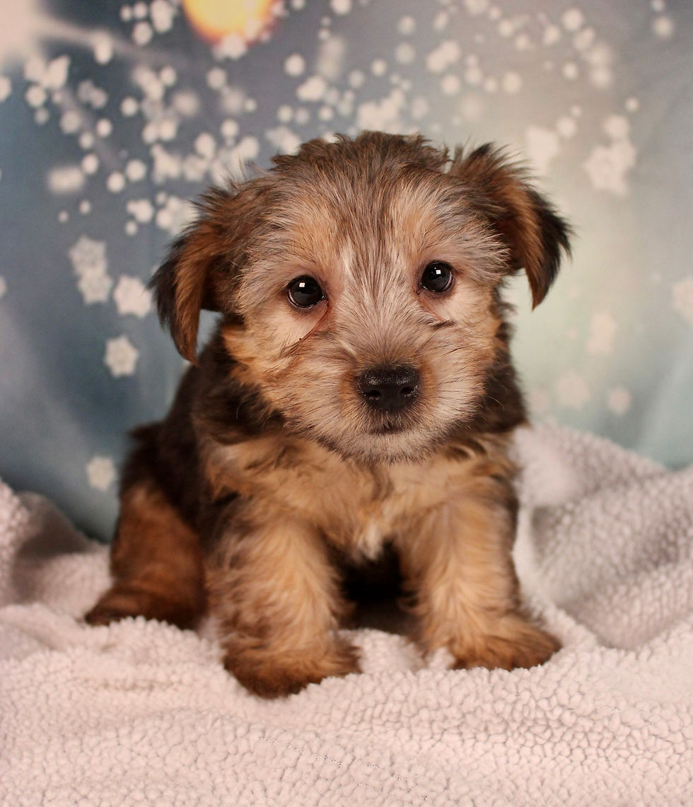 Yorkshire Terrier Puppy