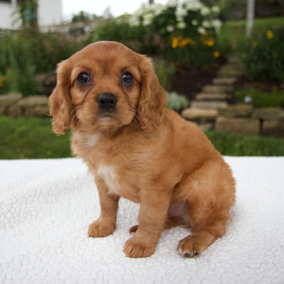 Caviler King Charles Spaniel