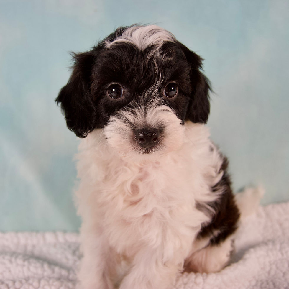 Charlie Yorkiepoo
