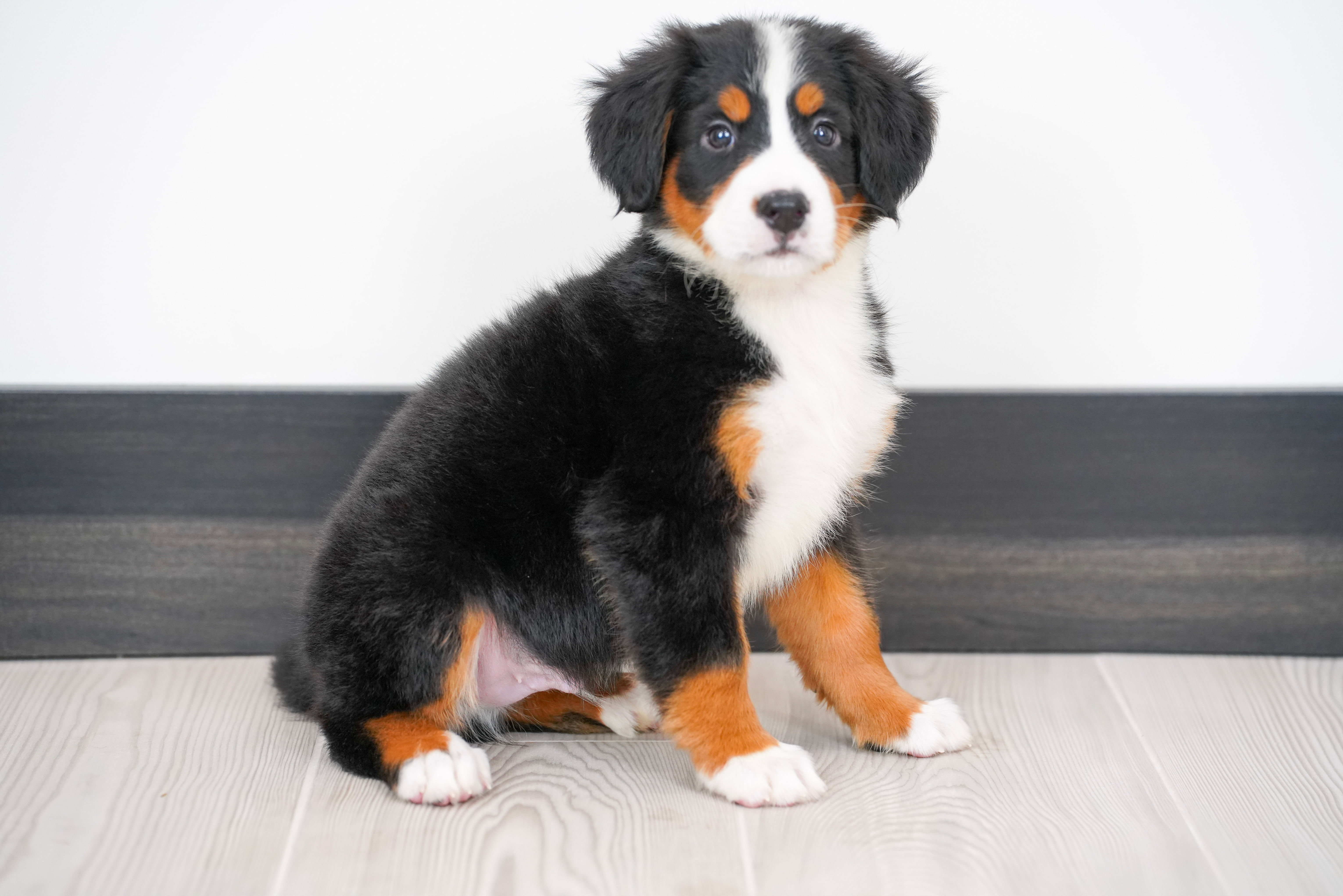 Barbossa Bernese Mt Dog