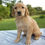 Thumbnail: Golden Retriever
