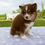 Thumbnail: Pomsky