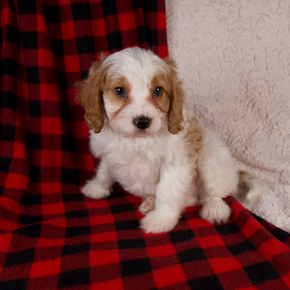 Thumbnail: Cavapoo