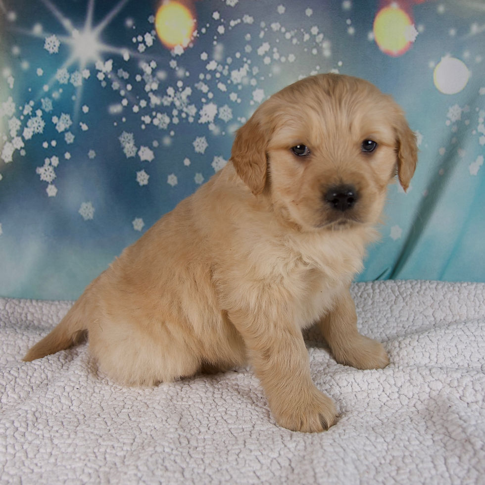 Thumbnail: Golden Retriever