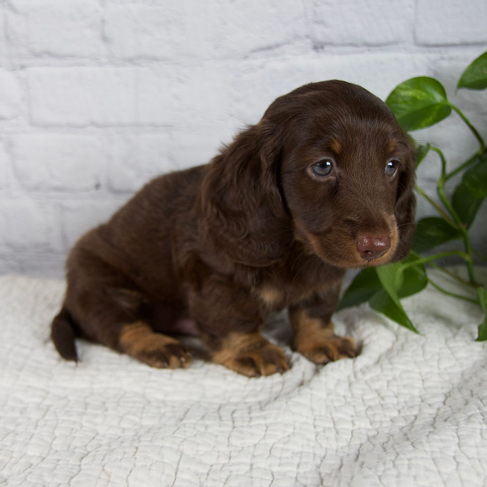 Mini Dachshund