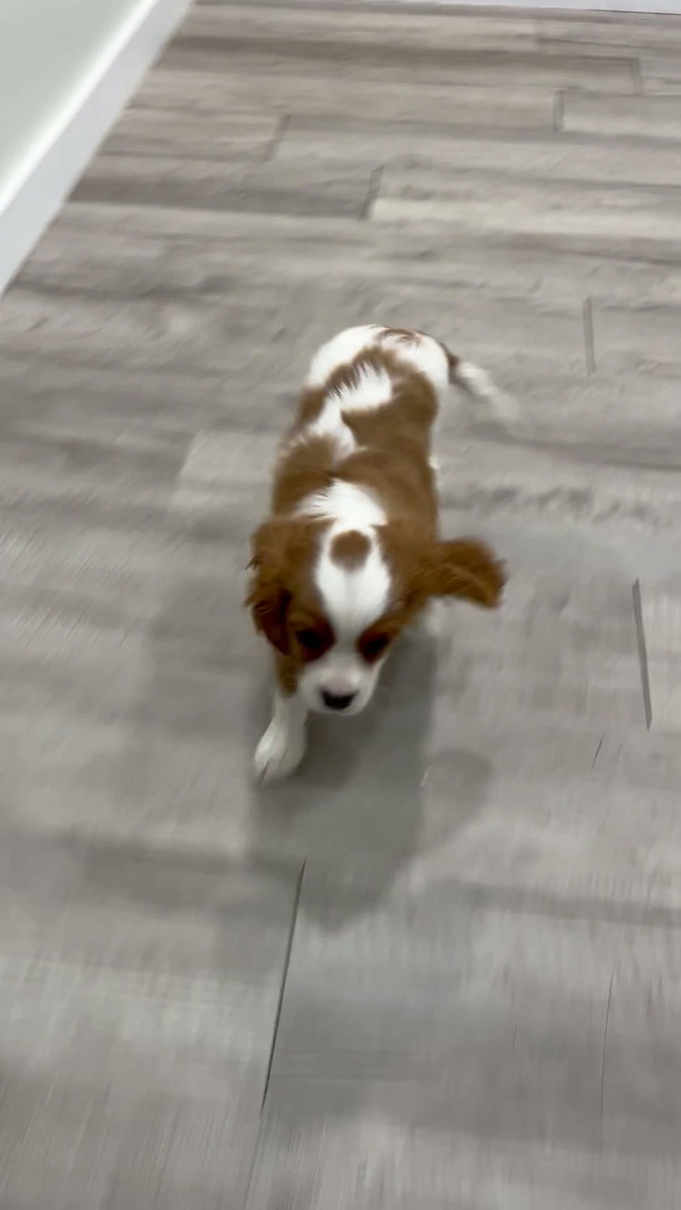 Thumbnail: Quincy Cavalier King Charles Spaniel
