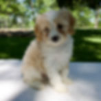 Cavapoo