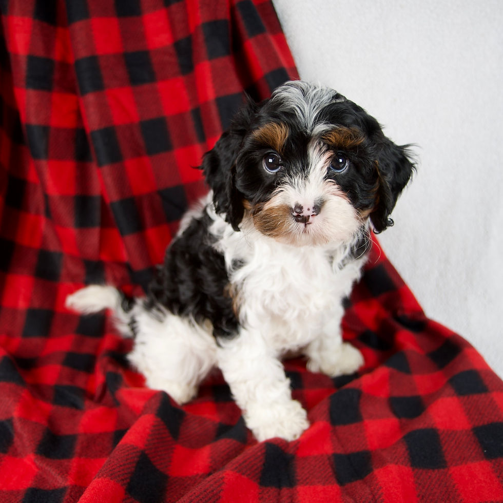 Thumbnail: Cavapoo