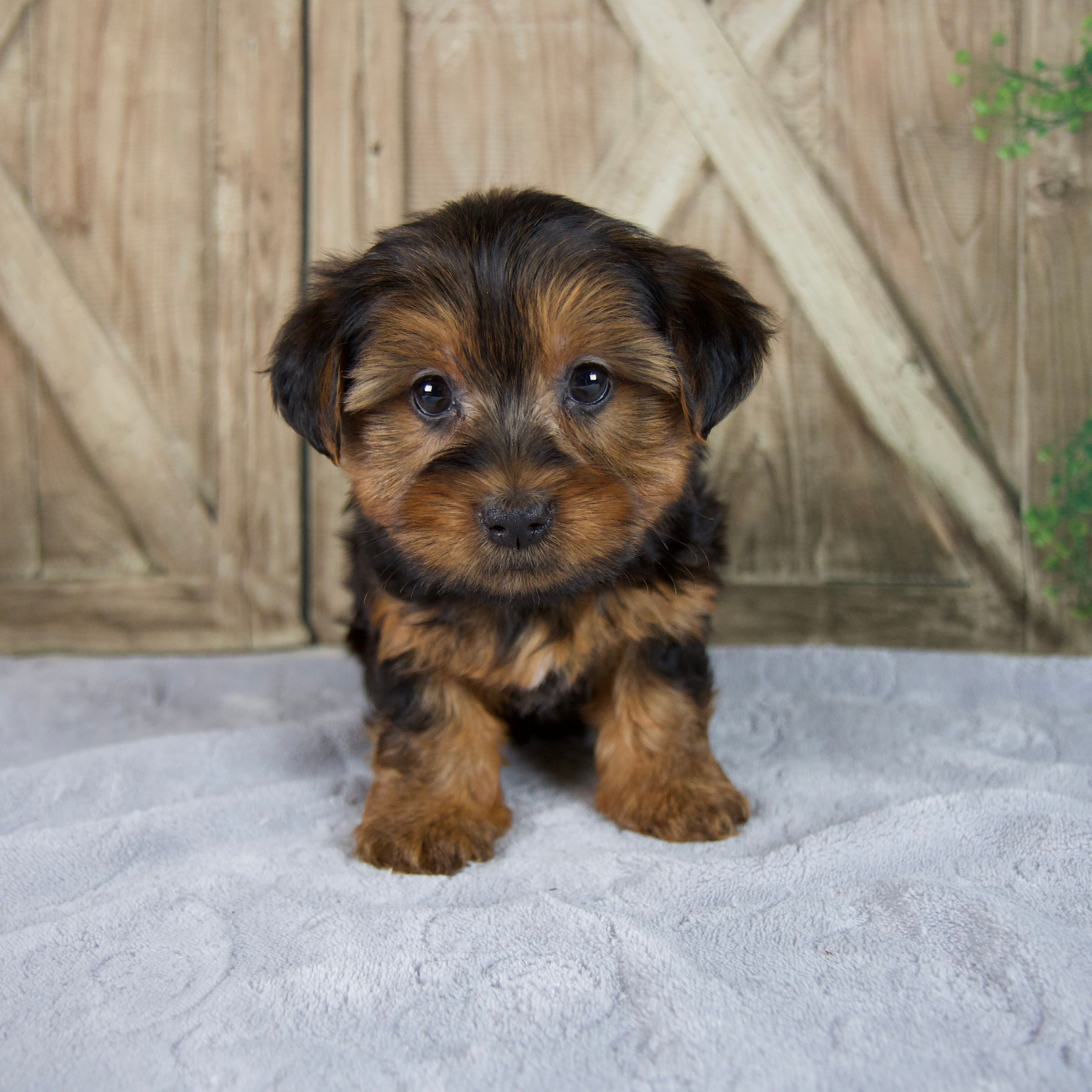 Franklin Yorkie