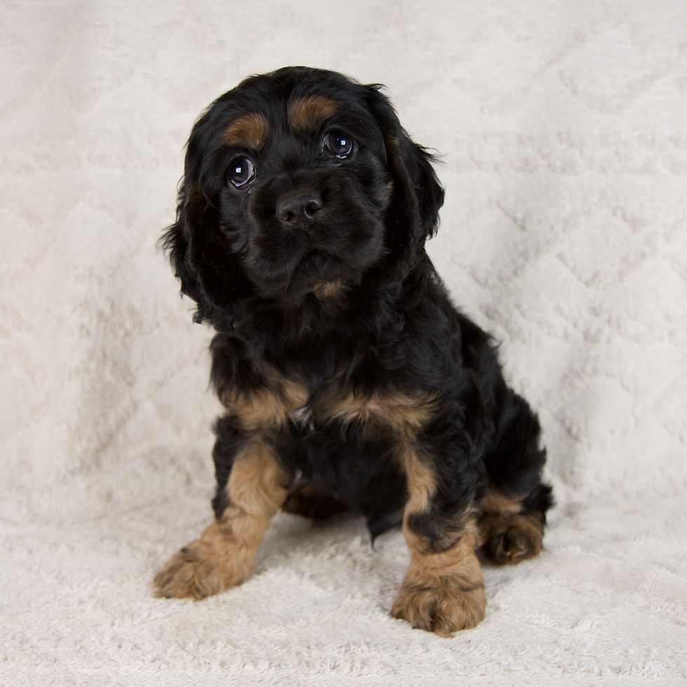 Thumbnail: Copper Cocker Spaniel