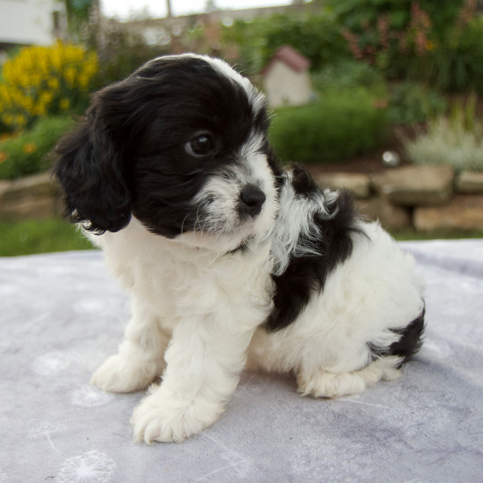 Thumbnail: Cavapoo