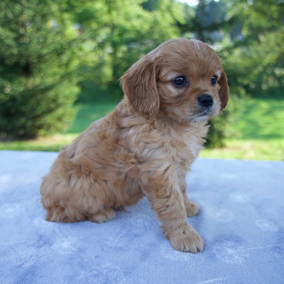 Thumbnail: Royal Mini Golden Retriever