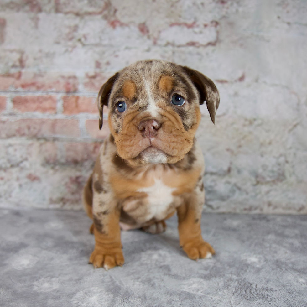 Beabull