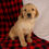 Thumbnail: Golden Retriever