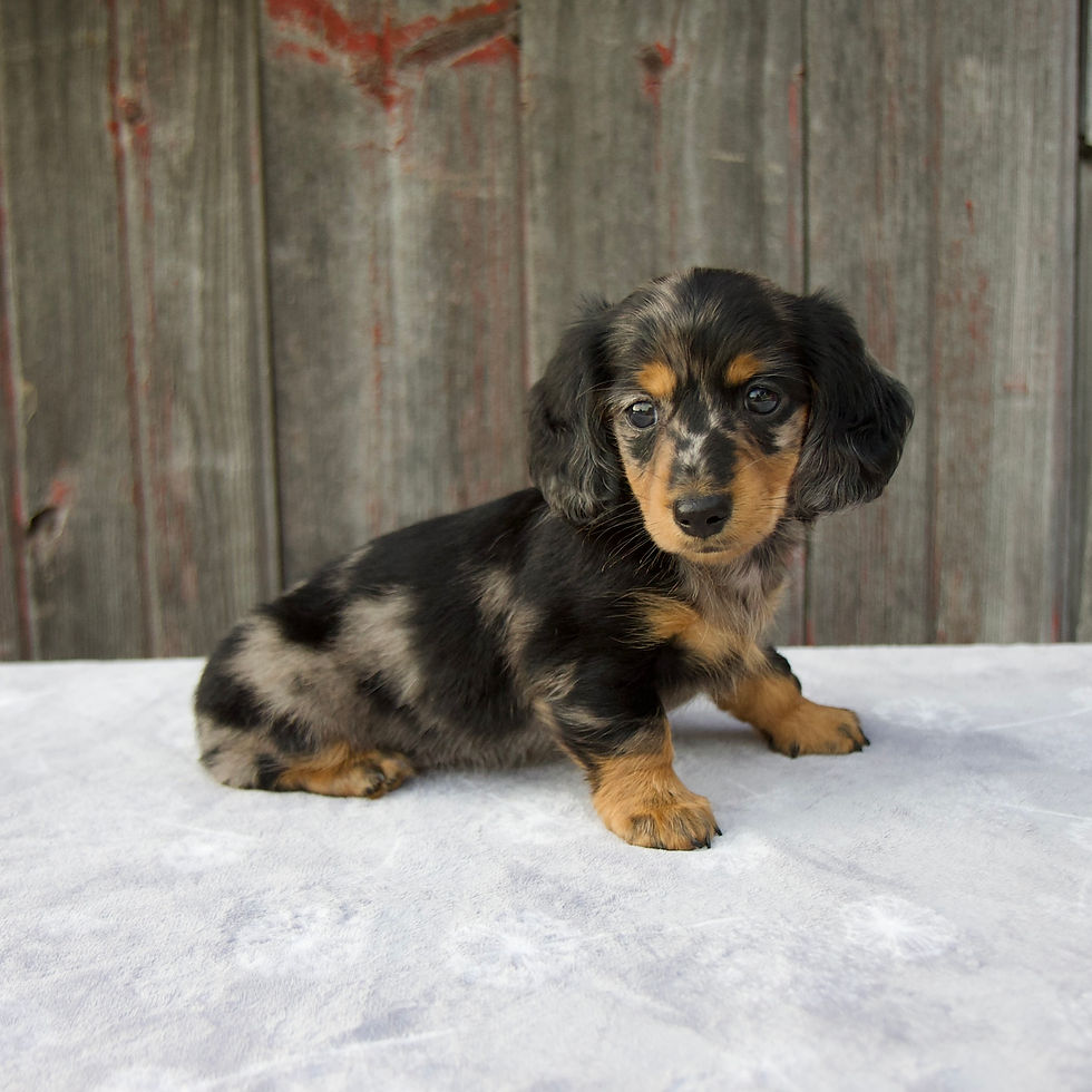 Thumbnail: Mali Mini Dachshund