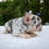 Thumbnail: French Bulldog