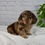 Thumbnail: Miles Miniature Dachshund