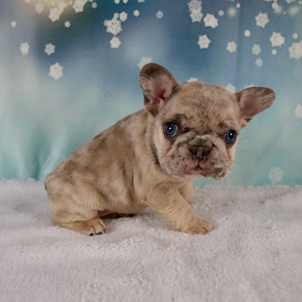 Thumbnail: French Bulldog