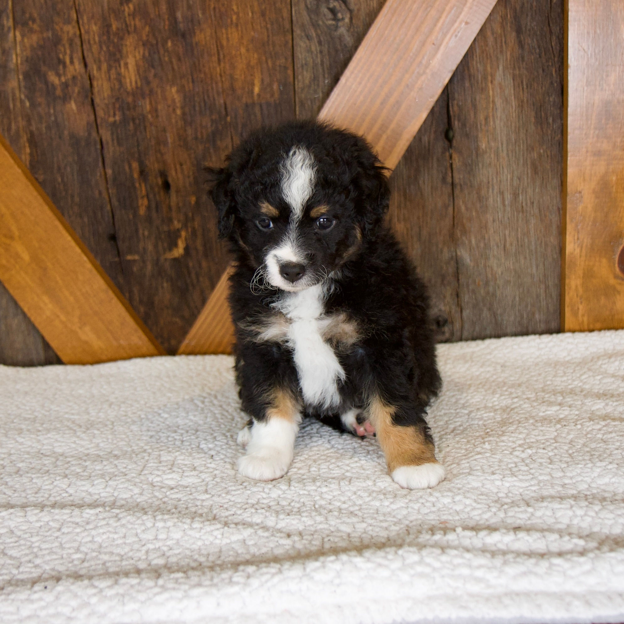 Princess Mini Bernedoodle