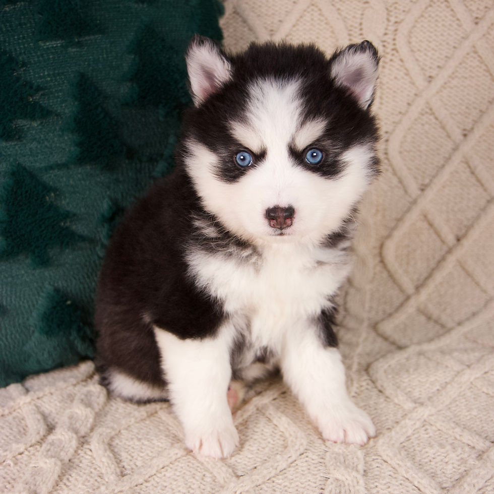 Thumbnail: Pomsky