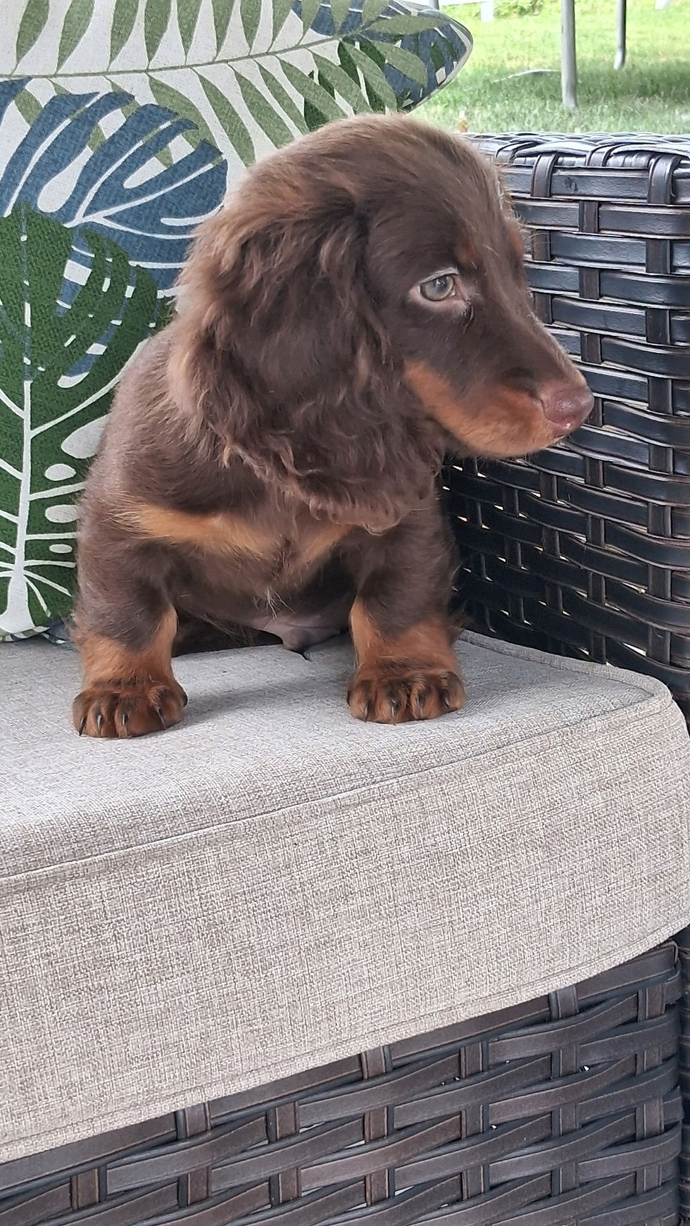 Thumbnail: Niles Mini Dachshund