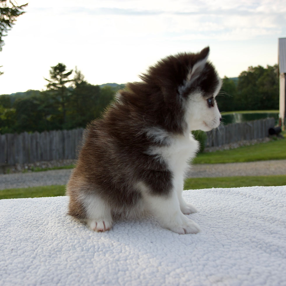 Thumbnail: Pomsky