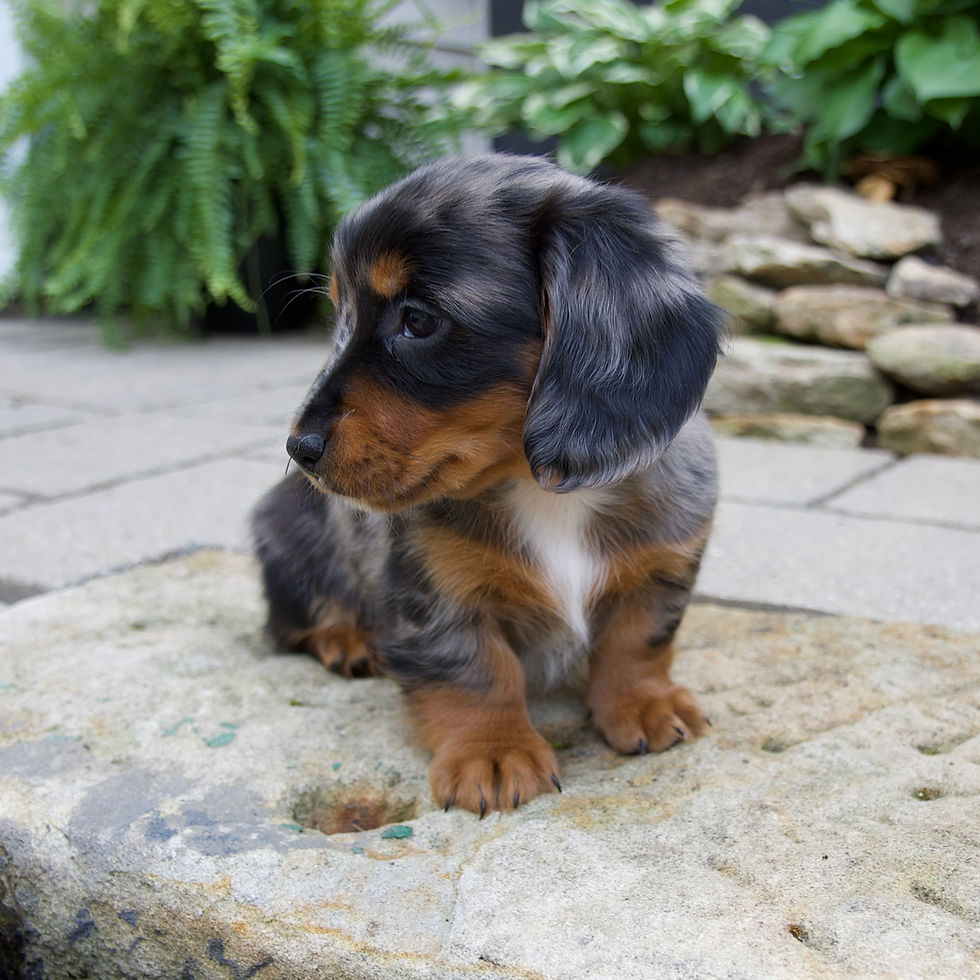 Thumbnail: Gabby Mini Dachshund