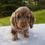 Thumbnail: Lexi Dachshund