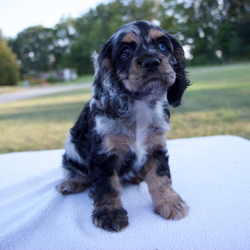 Thumbnail: Theo Cocker Spaniel