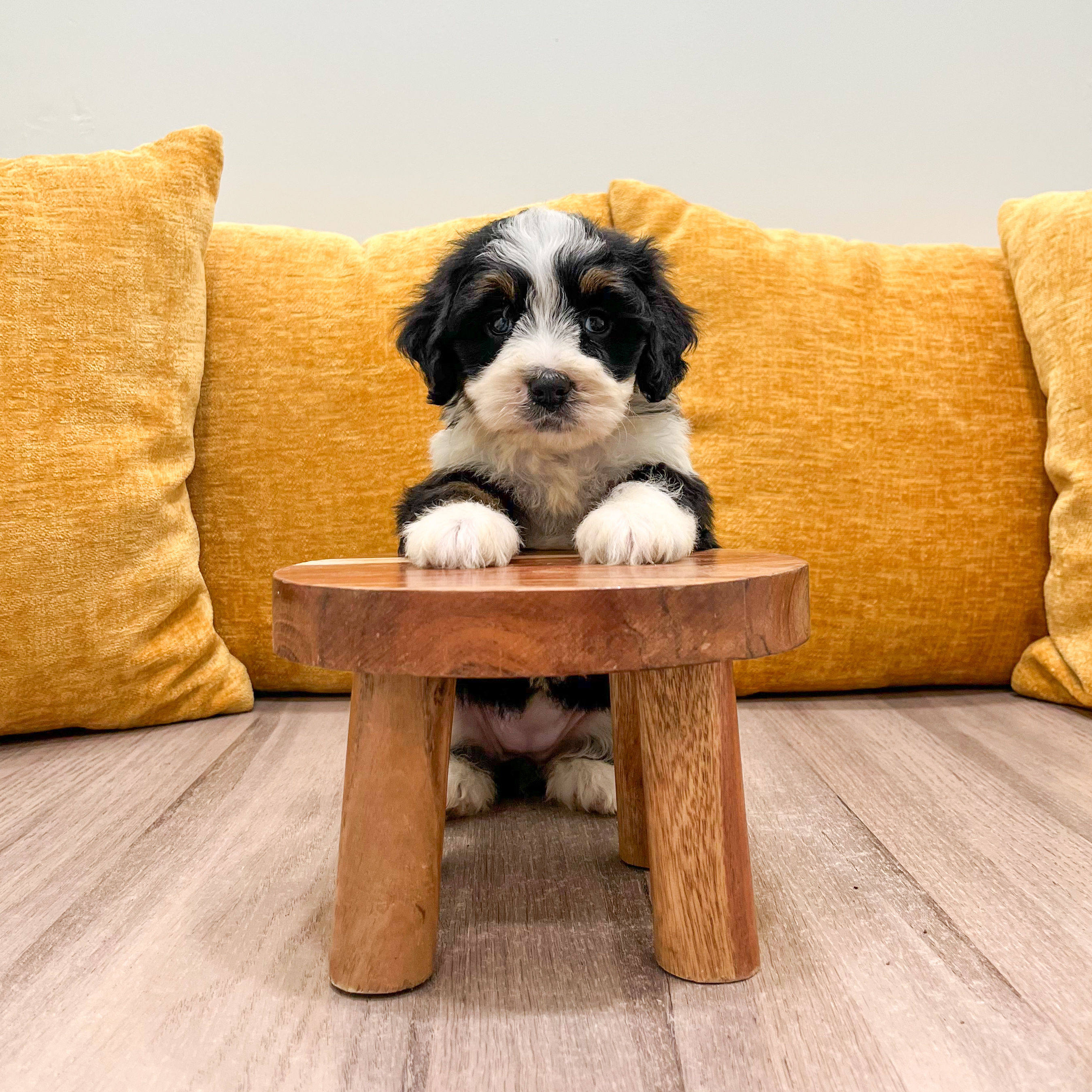Hailey Mini Bernedoodle