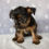 Thumbnail: Nova Yorkshire Terrier
