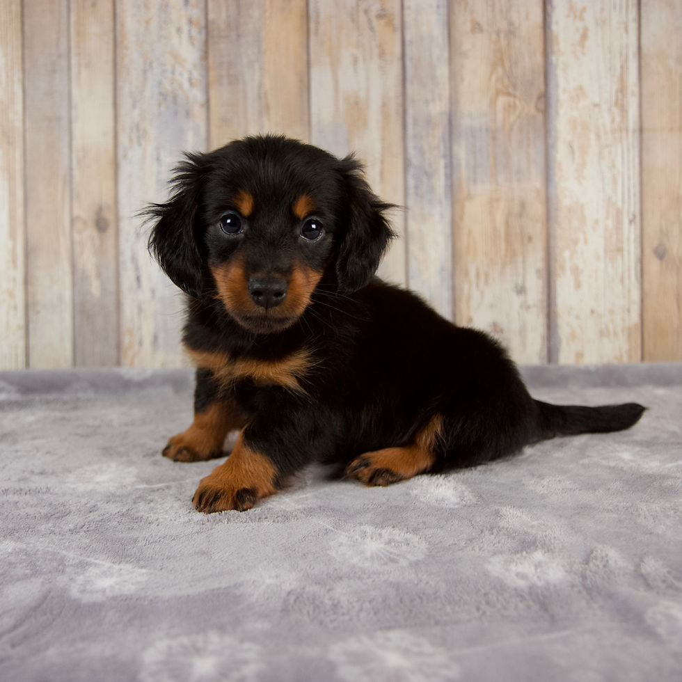 Miniature Dachshund