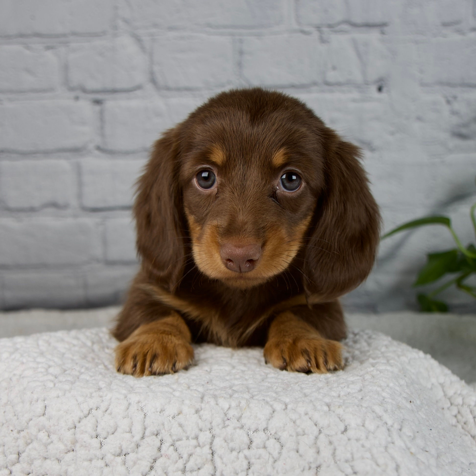 Dolly Miniature Dachshund