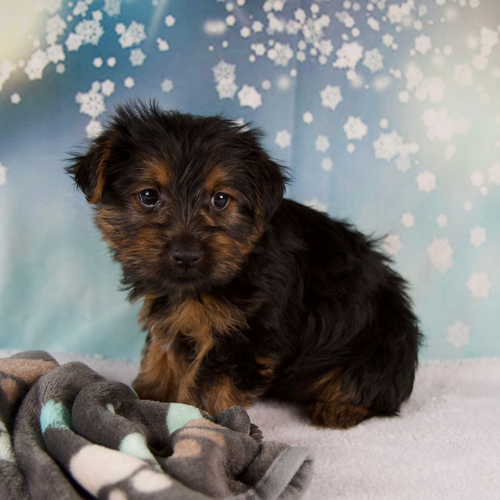 Thumbnail: Laina Yorkshire Terrier