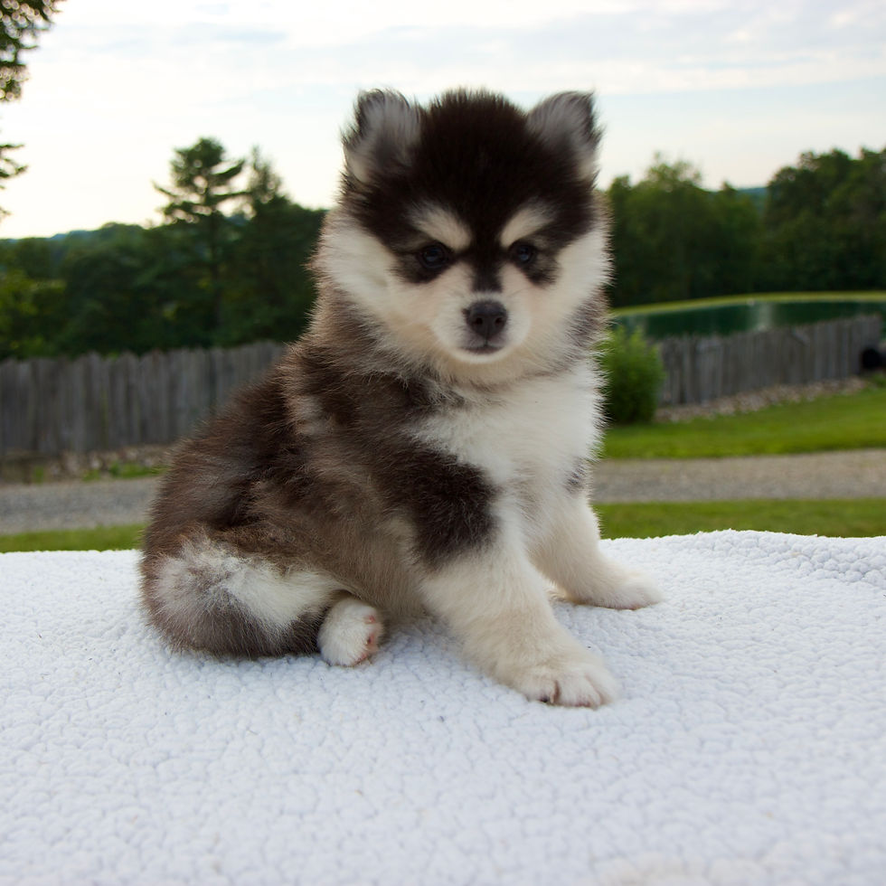 Thumbnail: Pomsky