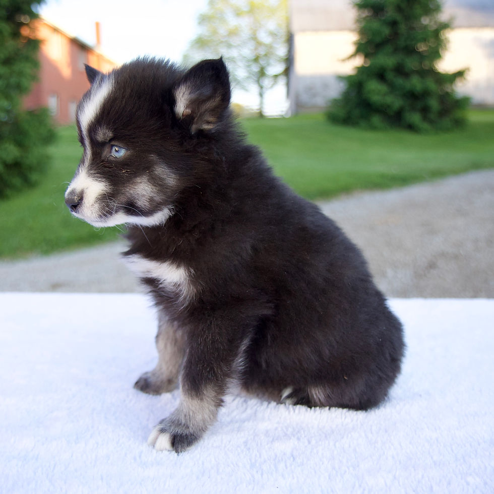 Thumbnail: Maverick Pomsky
