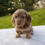 Thumbnail: Lexi Dachshund