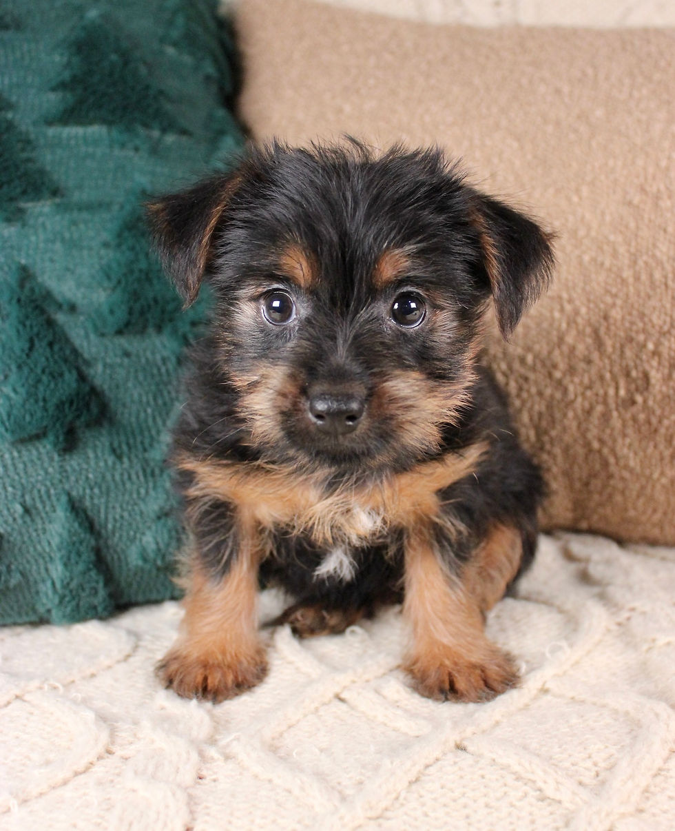 Thumbnail: Yorkshire Terrier